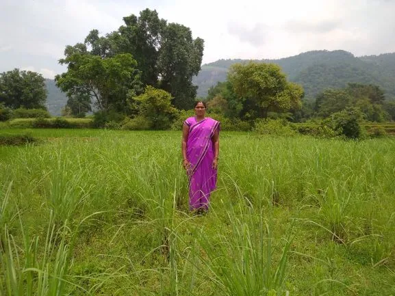 lemon grass farming