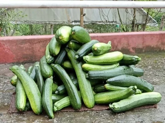 sikkim farmer