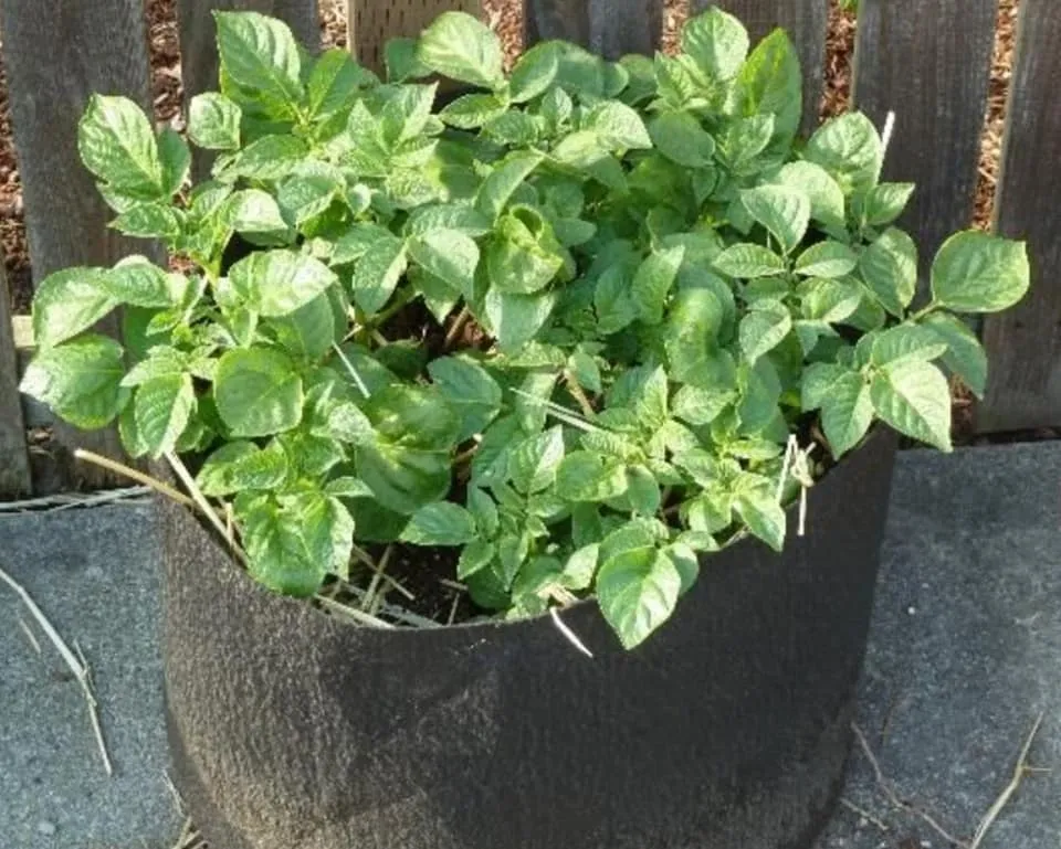 How to Grow Potato 