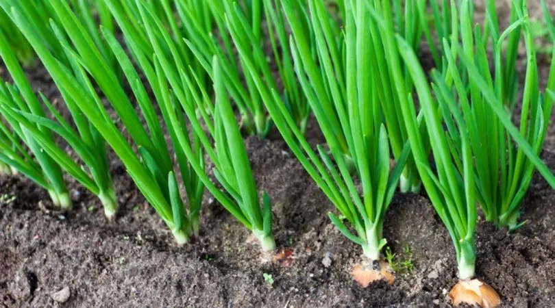 Winter Vegetables in October