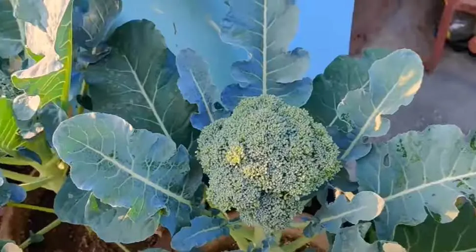Winter Vegetables in October