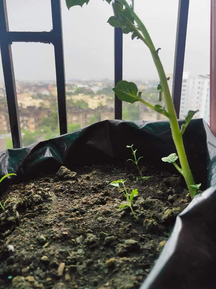 How to Grow Potato 