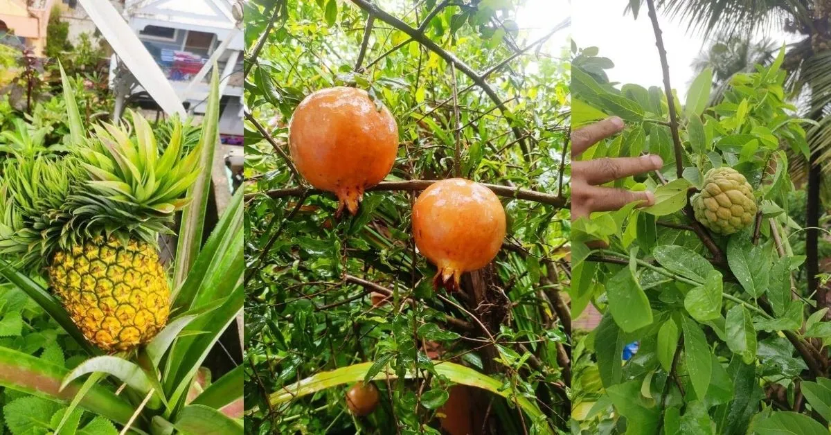Goa Terrace garden