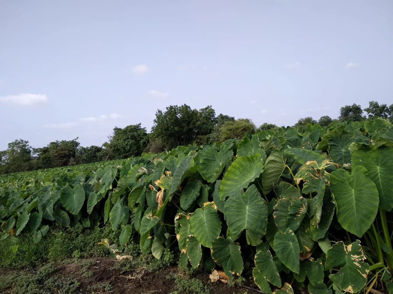 Mp farmer Arbi farming
