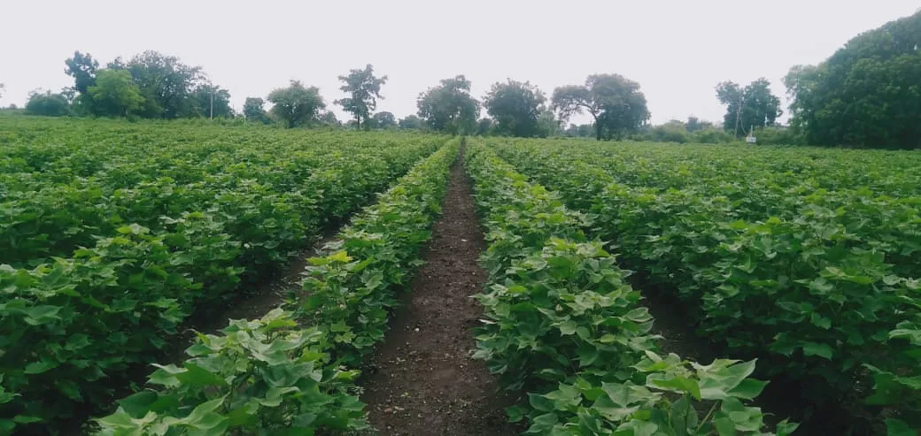 Mp farmer Arbi farming