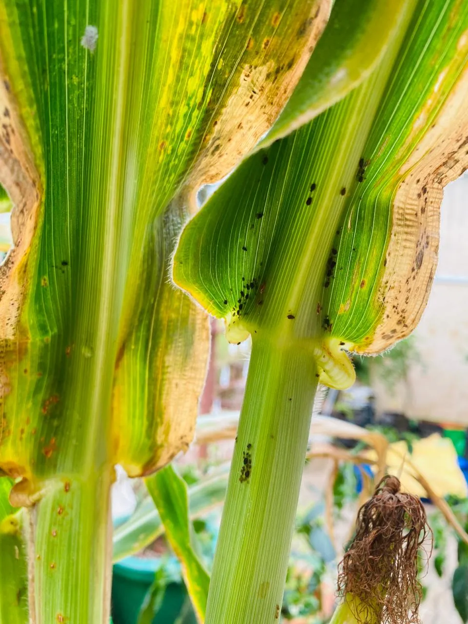 Grow Glass Gem Corn