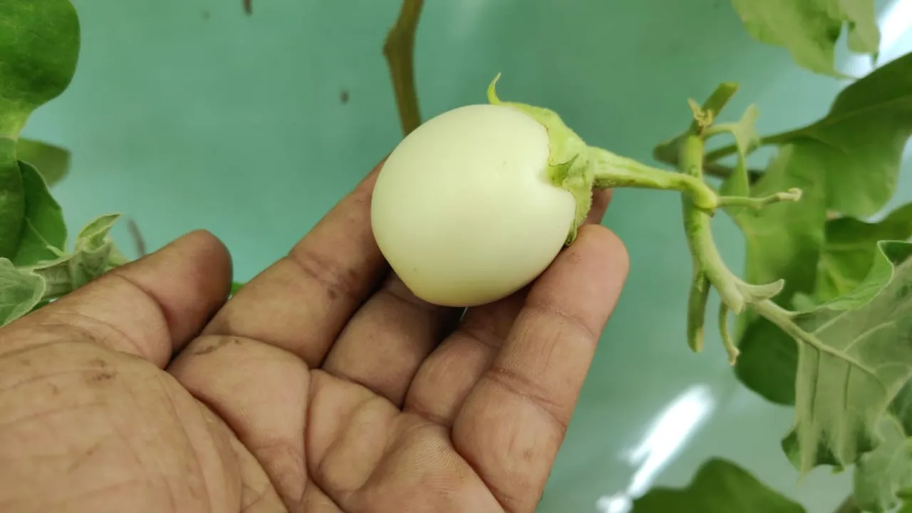 Vegetables Grown in September 