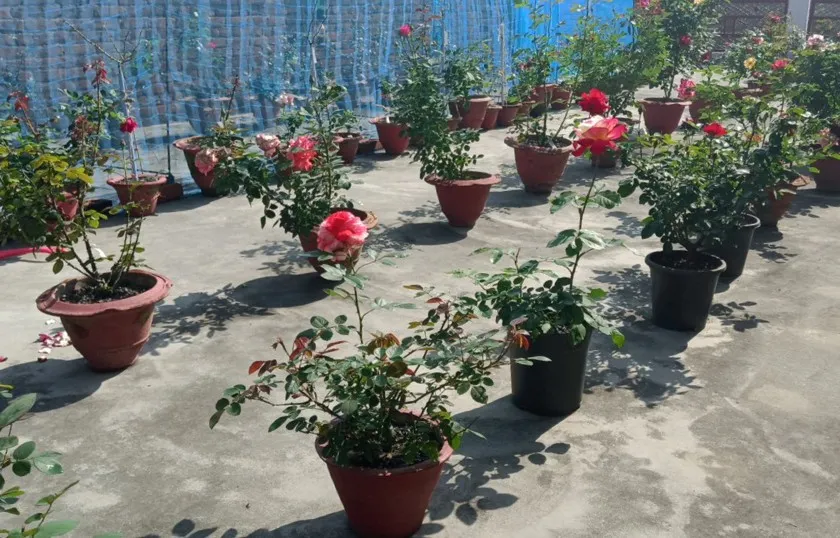 How to grow multiple veggies