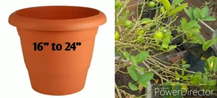 Grow lemons at home
