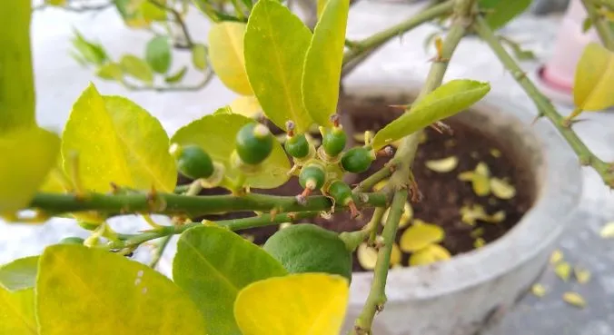 Grow lemons at home