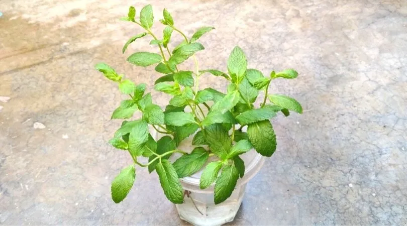 How To Grow Mint