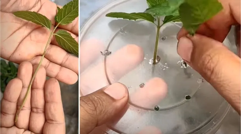 How To Grow Mint
