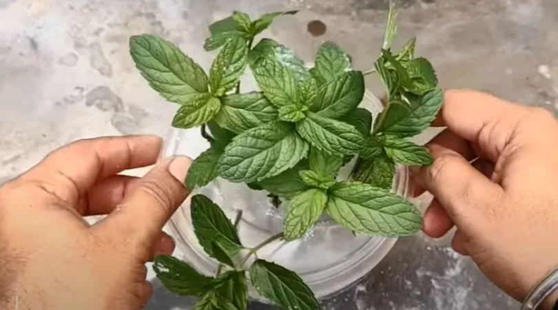 How To Grow Mint