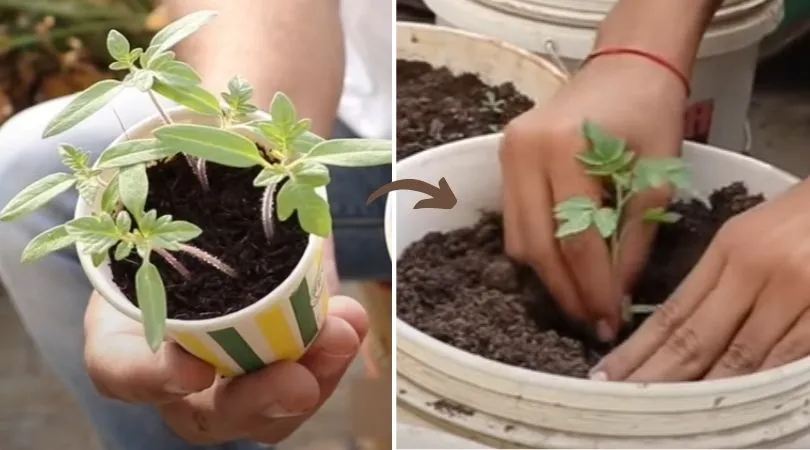 How to Grow Tomatoes