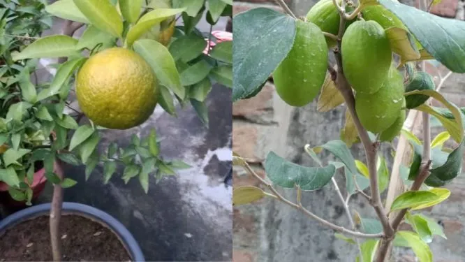 How to grow multiple veggies