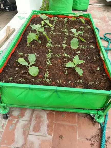 Trichy woman organic veggeis