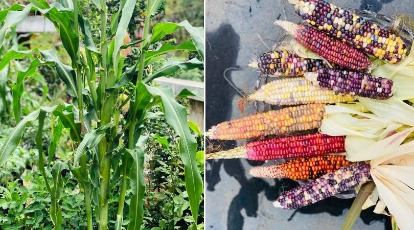 Grow Glass Gem Corn