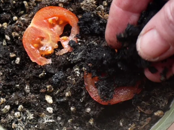 How to Grow Tomatoes