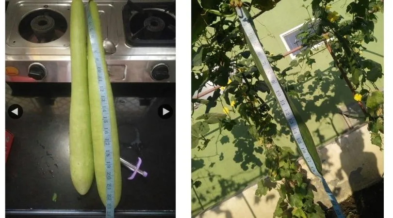 Civil Engineer Growing Vegetables
