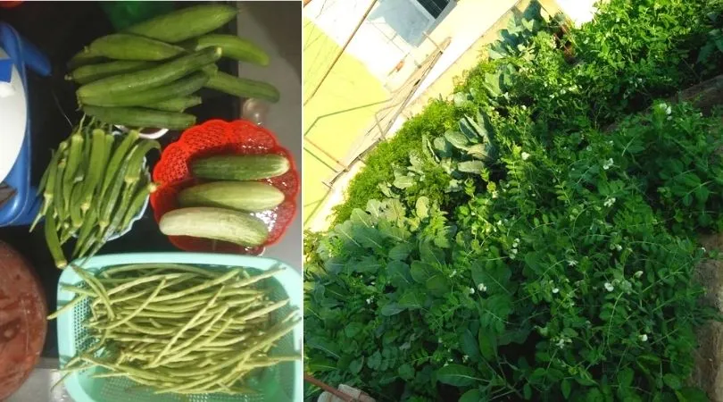Civil Engineer Growing Vegetables
