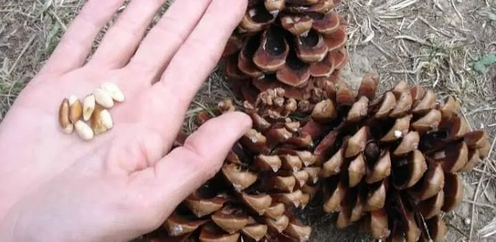 benefits of pine nuts