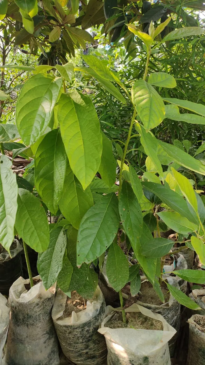 How to Grow Avocado