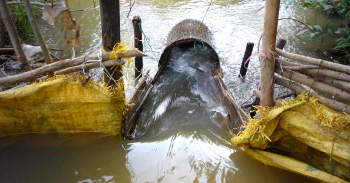 fish farming
