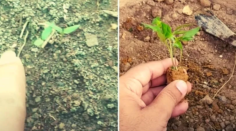 How to Grow Chilli 