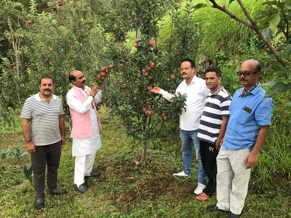 apple farming