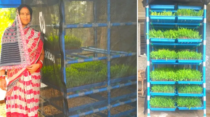 Hydroponics System