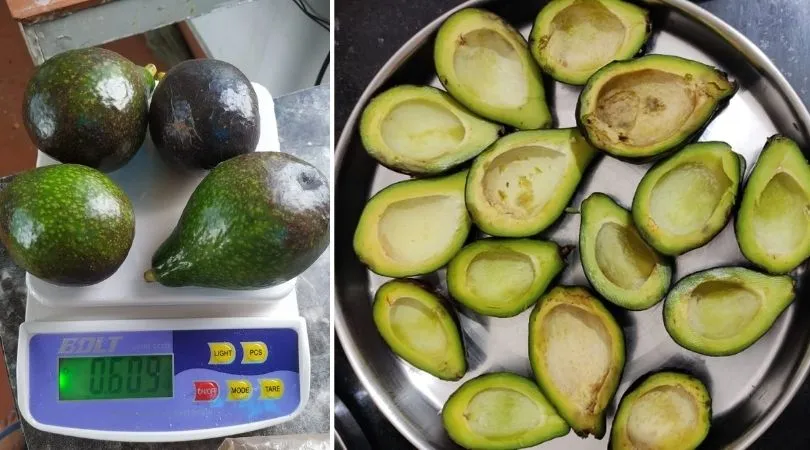 How to Grow Avocado