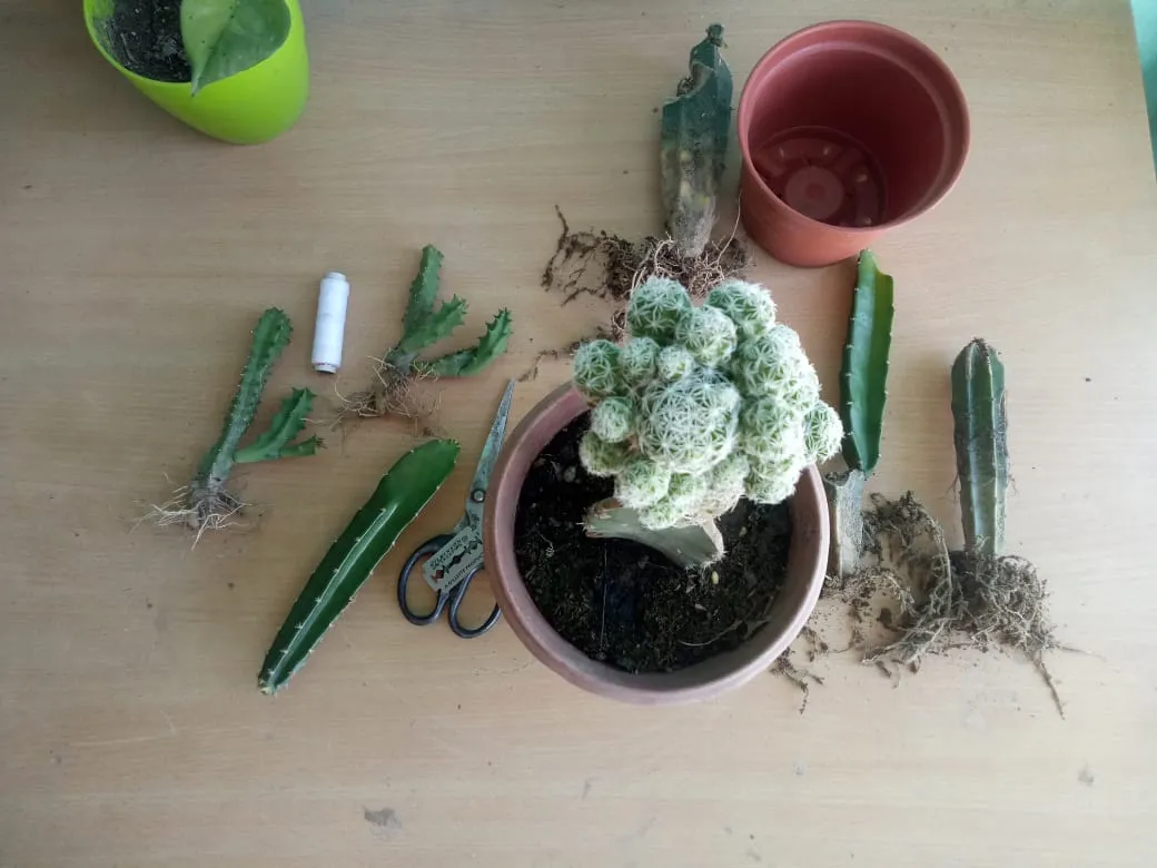 gardening tips