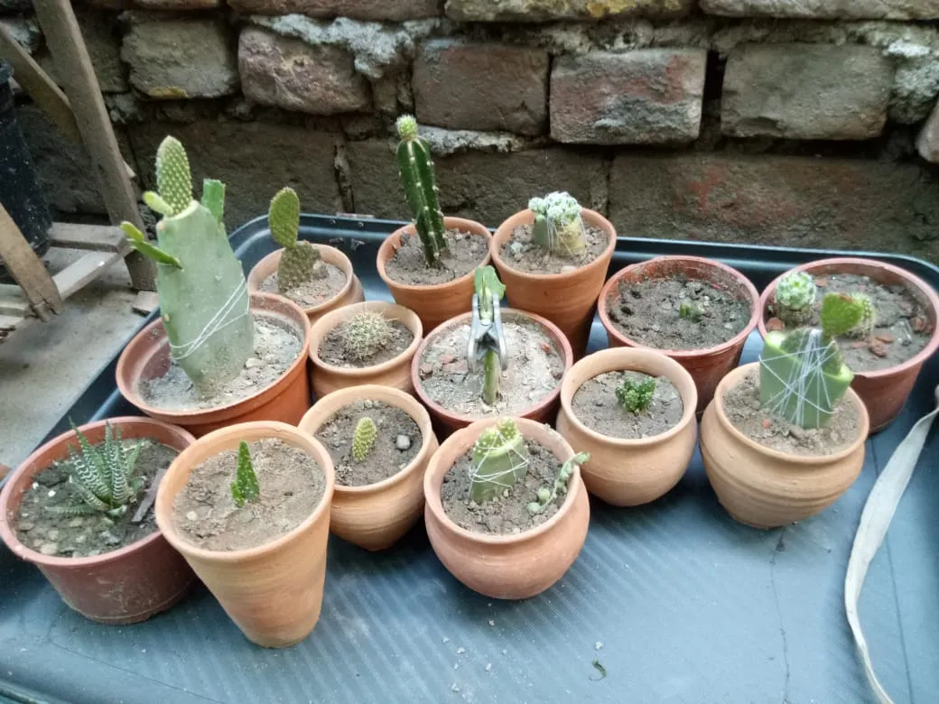 gardening tips