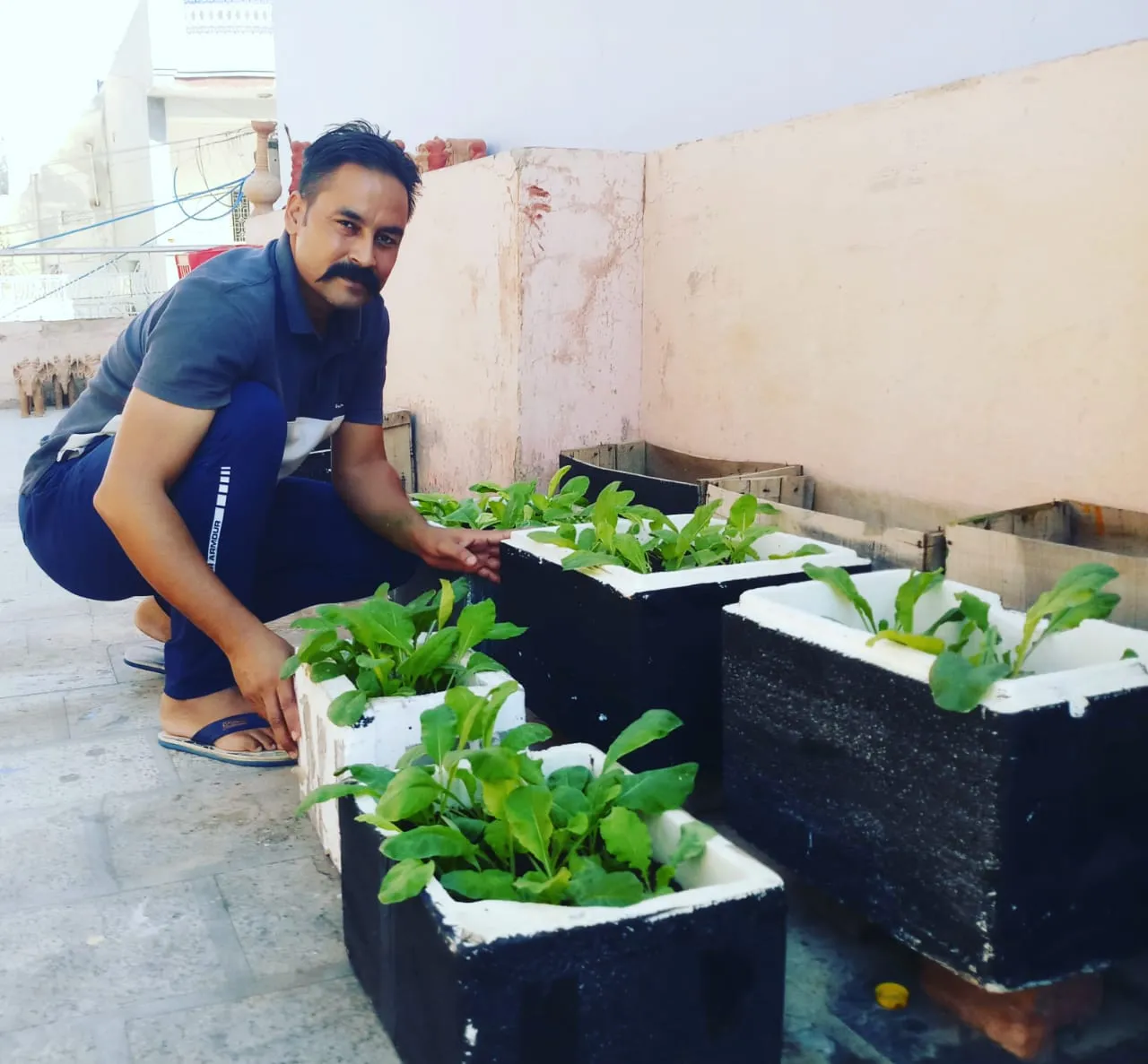 terrace gardening tips