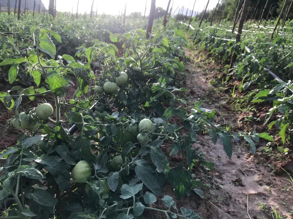 kochi farmer