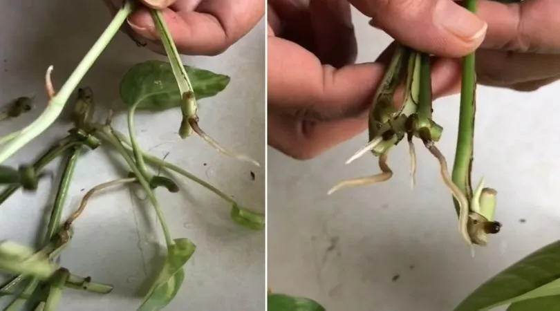 Grow Money Plant