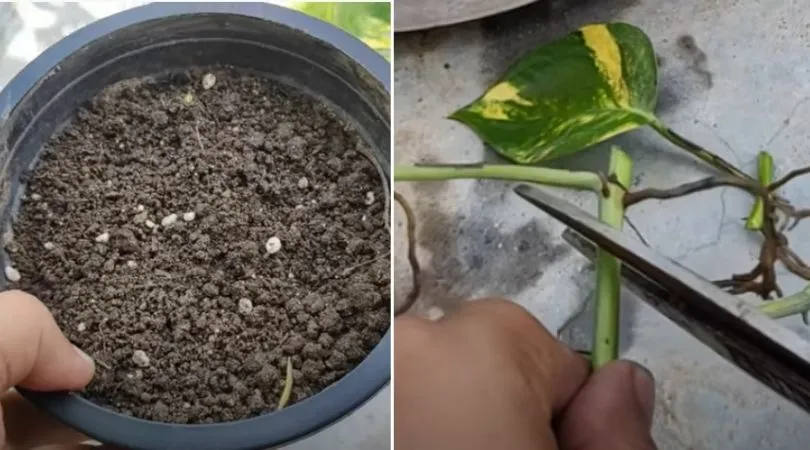 Grow Money Plant