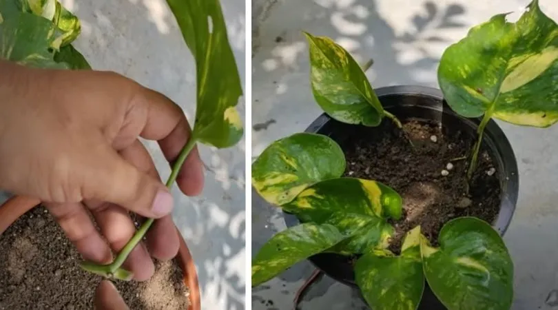 Grow Money Plant
