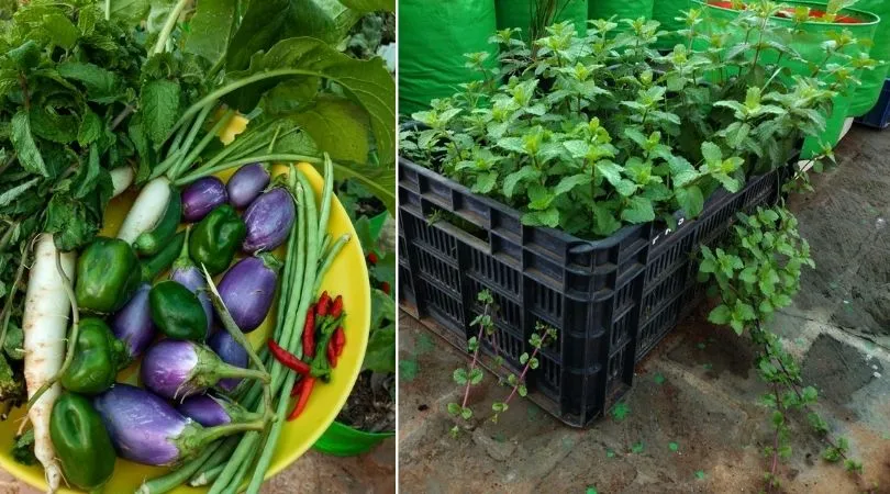 IT Marketer Growing Vegetables