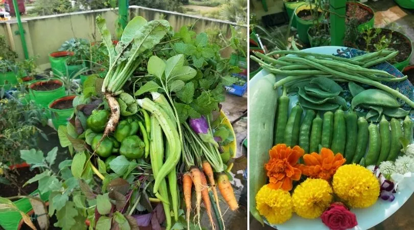 IT Marketer Growing Vegetables