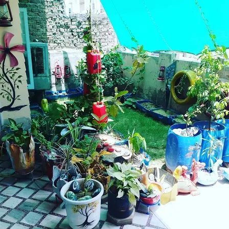 Terrace Gardening Tips