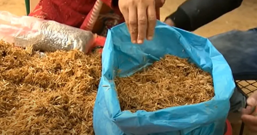 Grow Mushroom at Home