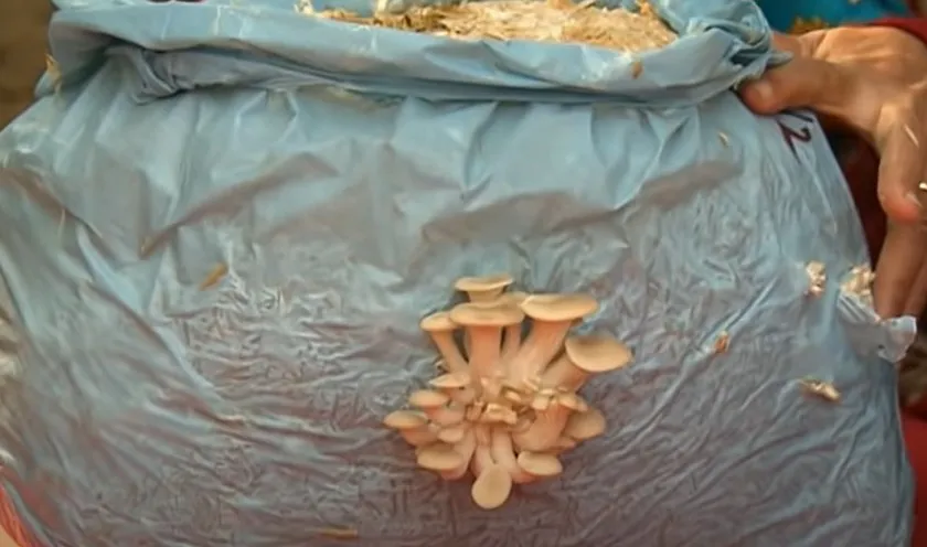 Grow Mushroom at Home