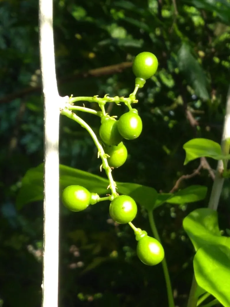 How to grow Giloy