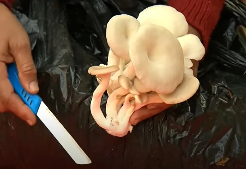 Grow Mushroom at Home