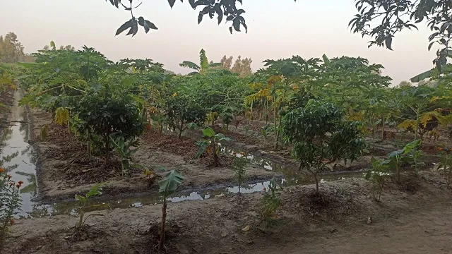 Natural Farming