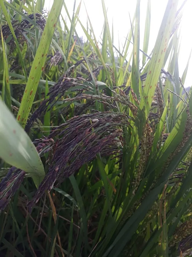 Natural Farming