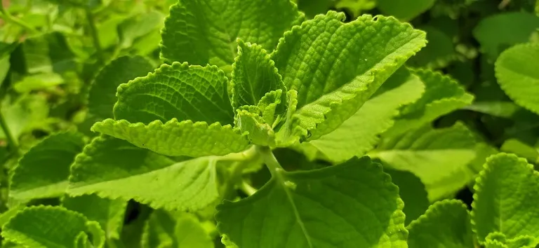 Tips to Grow Ajwain