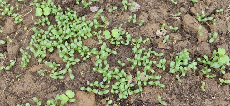 Tips To Grow Methi