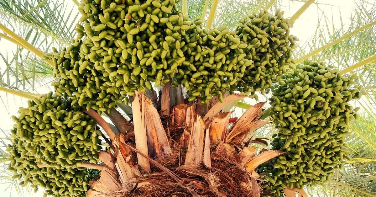 Date Farm in Bhuj 